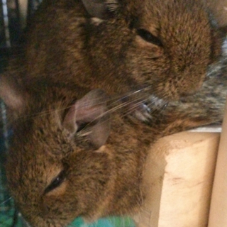 デグー