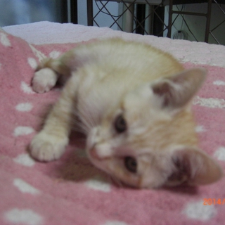 ミルクティ柄のタビー