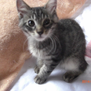 ブラック・タビー(黒キジトラ)。