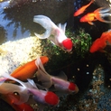 金魚11匹（丹頂・琉金・和金）＋池＋ポンプあげます
