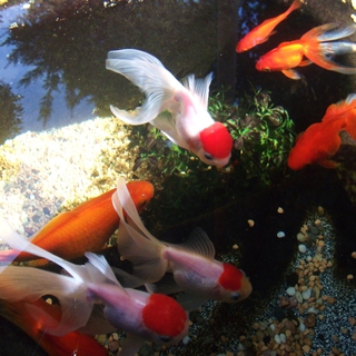 金魚11匹（丹頂・琉金・和金）＋池＋ポンプあげます