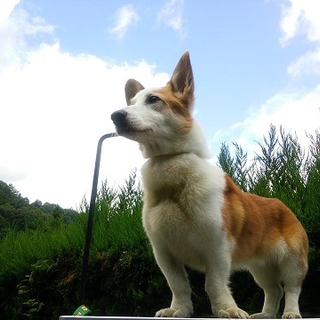 優しい穏やかコーギーくん
