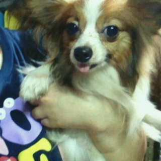 パピヨンの男の子☆ロイ君11ヶ月(一時停止）