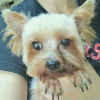 ヨーキーの男の子☆アイビーくん5～6歳