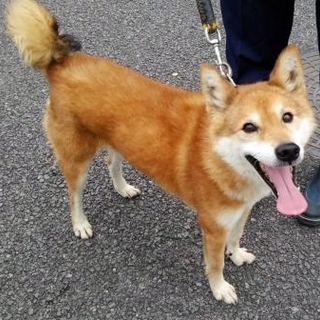 柴雑種　おちゃめで陽気な「元」（げん）くん