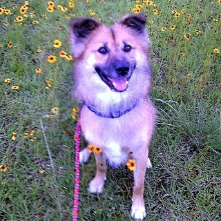お散歩大好き　素直で陽気な飼い易い　「太郎」