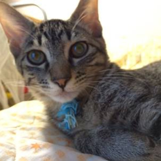 美形キジトラ兄弟！！　オス