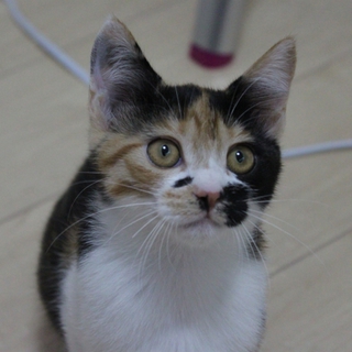 三毛猫の里親募集中