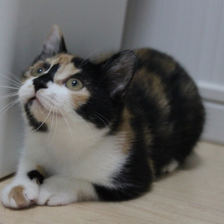 三毛猫（鼻黒ちゃん）の里親募集