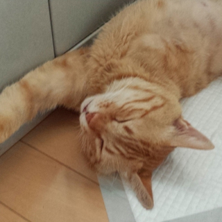 ３本脚のボブ  推定４才   猫 エイズキャリア