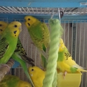 セキセイインコ多数羽、里親募集中