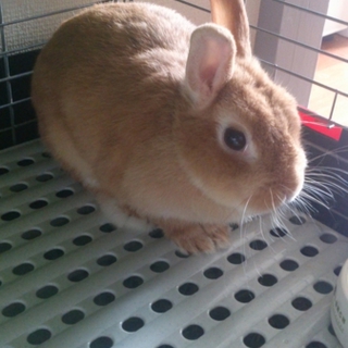 ウサギを育てていただける方。