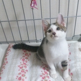 キジ白子猫 里親さん募集中！ 