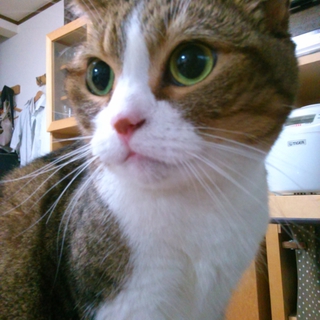 6歳ぽっちゃり男子