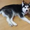 シベリアンハスキー サムネイル2