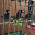 桜文鳥里親募集中です！若鳥♂３羽（残り１羽です！）