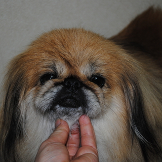 ペキニーズの里親募集します。