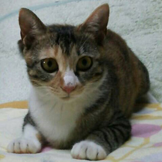 eyeラインくっきりの縞三毛美人