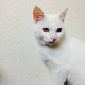 1歳ぐらいの真っ白な男の子