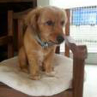 　ラッキーくん保護主さんが飼い主さんに。