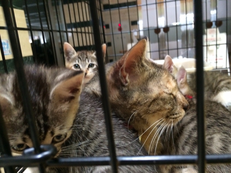 郡山市 やさしい母猫と子猫」福島県 - 猫の里親募集(46880) 2枚目の
