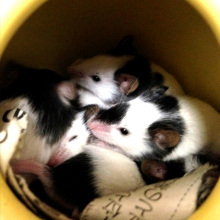 ８月産まれのパンダマウスです