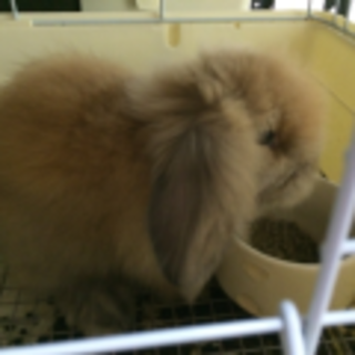 子うさぎアメファジ＆ジャージーウーリーのミックス