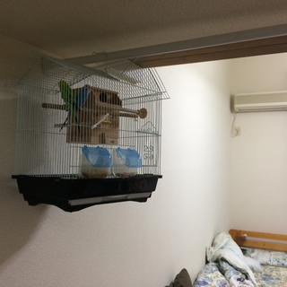 インコ二羽　里親募集