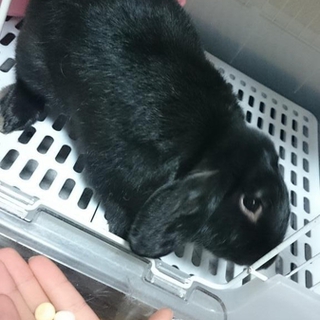真っ黒なロップの里親募集です