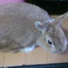 ウサギを育てていただける方。 サムネイル4