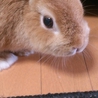 ウサギを育てていただける方。 サムネイル3