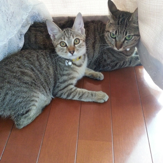 仲良しな２匹です