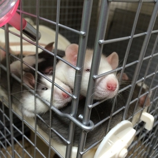 ファンシーラットの里親さん募集