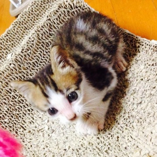 元気いっぱいの子猫です！