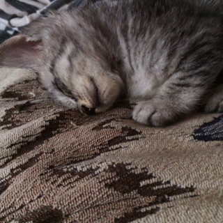 可愛い子猫です