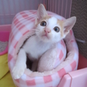 お申込み有り募集停止します　ニチ君