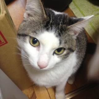 多頭飼い崩壊レスキュー　お兄さん猫