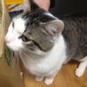 多頭飼い崩壊レスキュー　お兄さん猫 サムネイル2