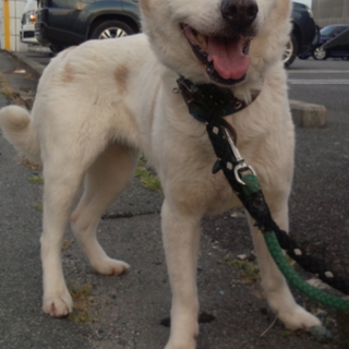 甘えん坊の5才くらい女の子らしい可愛い性格です