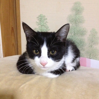 多頭飼い崩壊レスキュー　ハチワレ君♂