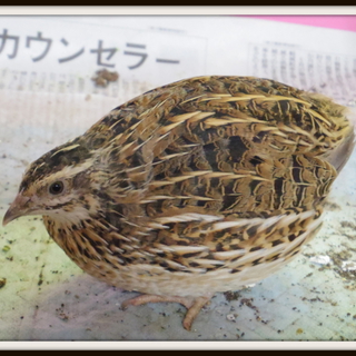並鶉の里親様が決定しました！有難うございました。