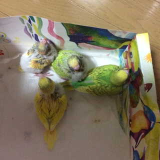 セキセイインコ雛