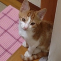 推定3か月、茶白の男の子