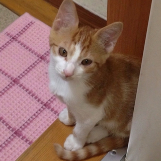推定3か月、茶白の男の子
