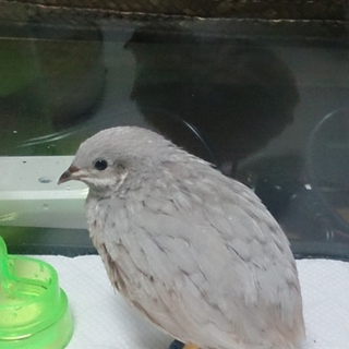 姫ウズラの里親さん募集