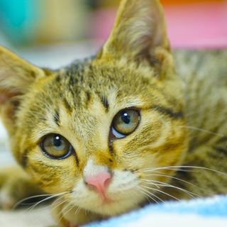 岡山市在住　かわいい子猫