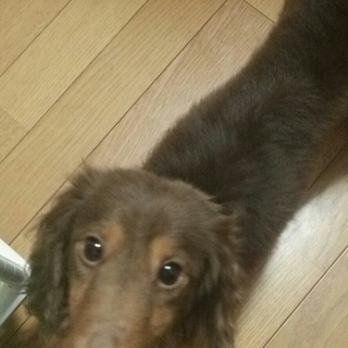 とても素敵な飼い主様が決まりました。