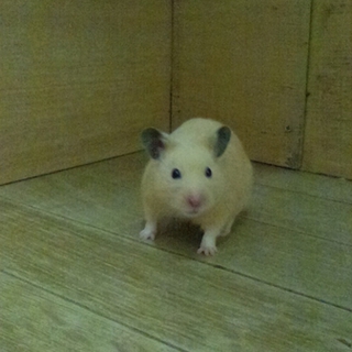ありがとうございました
