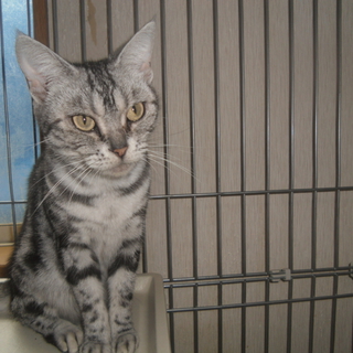 家族の一員として大事に飼ってくださる方