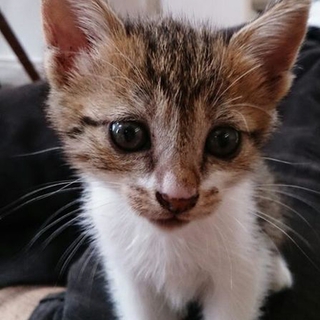 おてんばで元気な子猫です